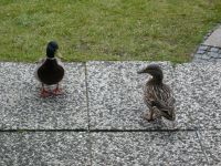 enten
