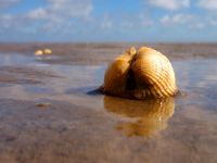nordsee